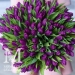 99 фиолетовых тюльпана